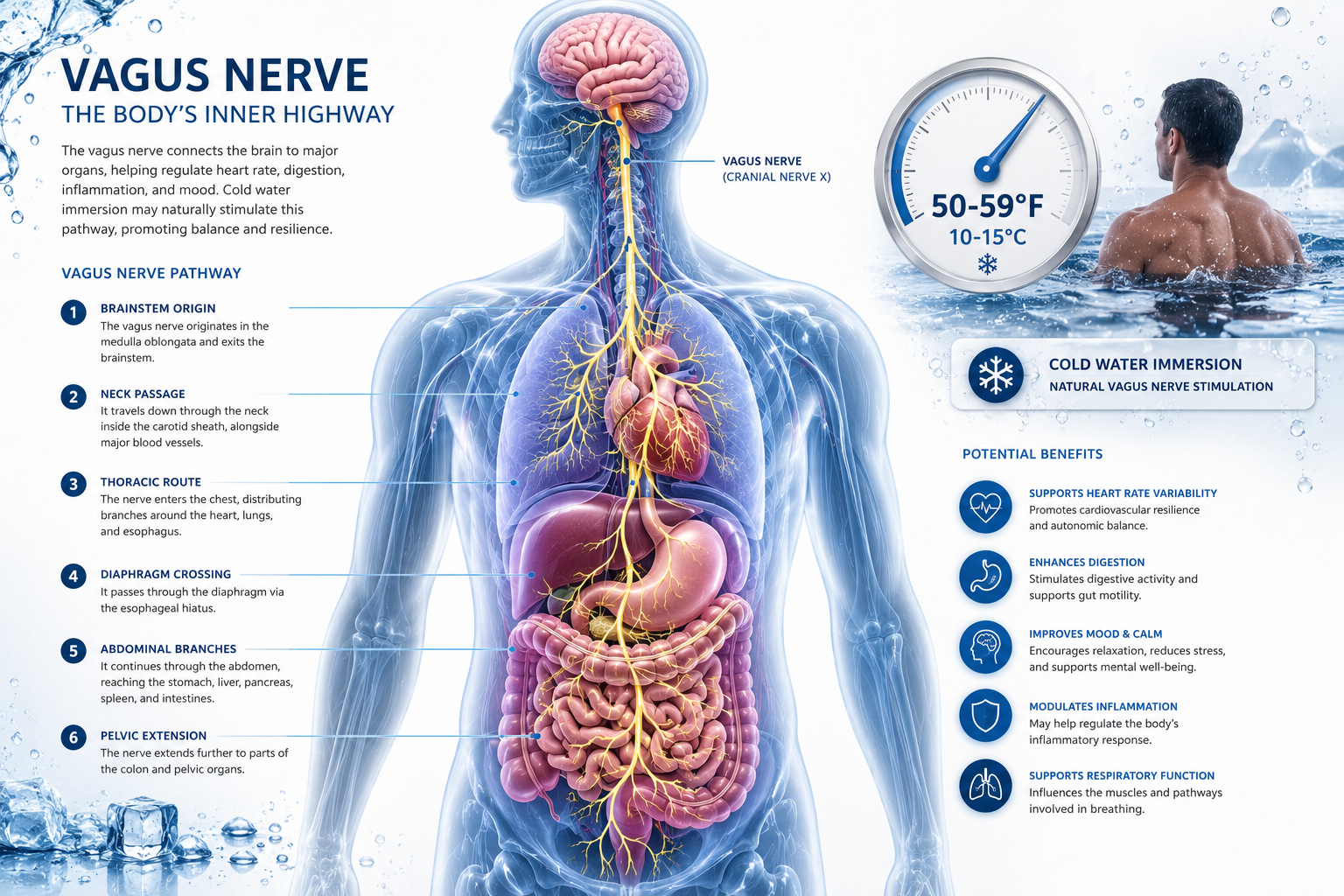 Vagus Nerve Stimulation Techniques Using Cold Water Immersion: A Complete Guide 2 Key Takeaways